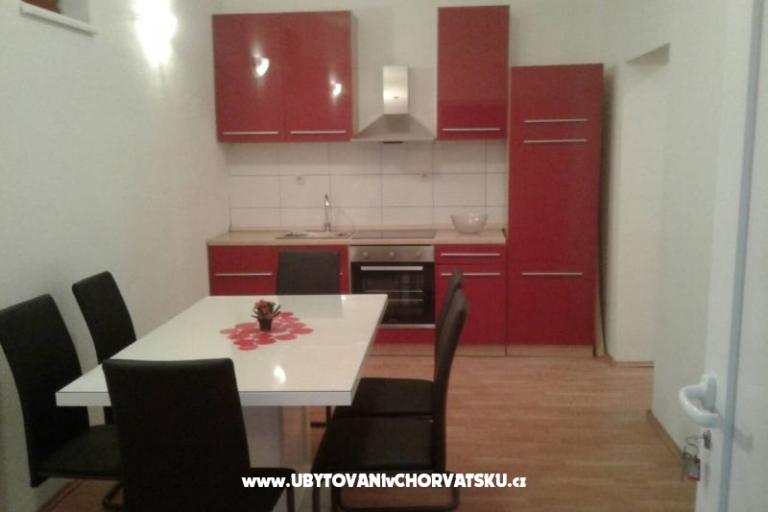 Dalmatian – photo 16