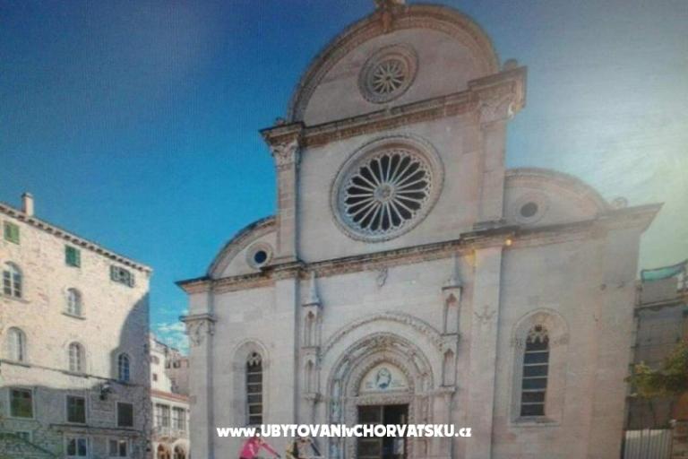 Dalmatian – photo 9
