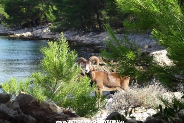 Tiha vala apartmani – photo 8