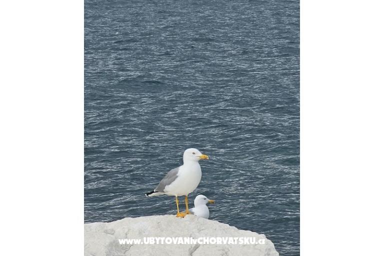 Apartments Tanja – photo 11