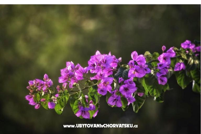 Vila Bartulić – photo 19