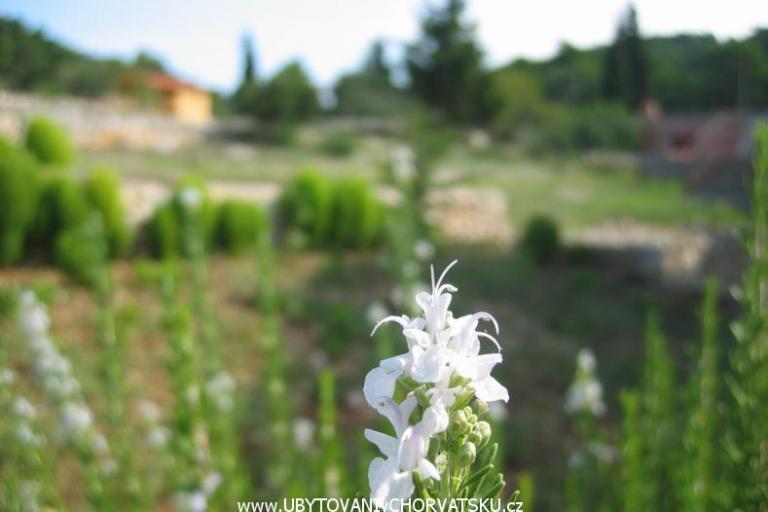 Apartments Perutović – photo 7