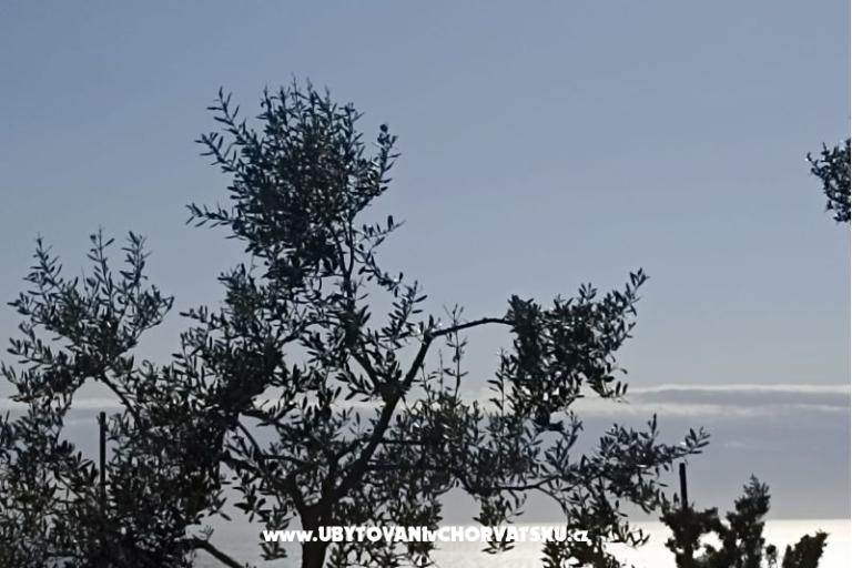 App Bonić – photo 102