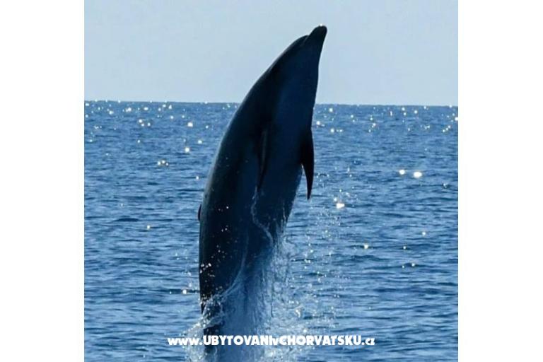 App Bonić – photo 61