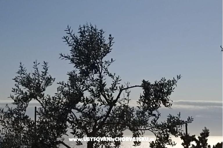 App Bonić – photo 66