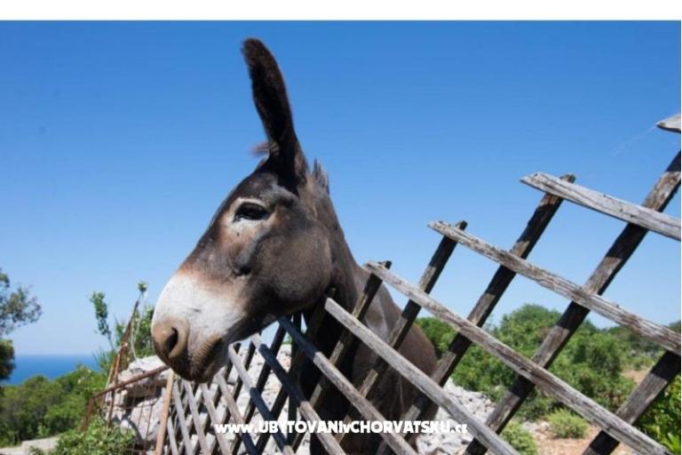 App Bonić – photo 8