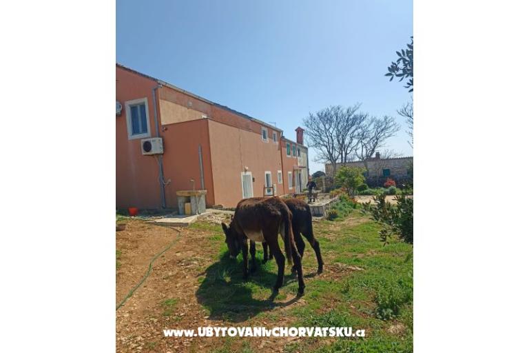 App Bonić – photo 96