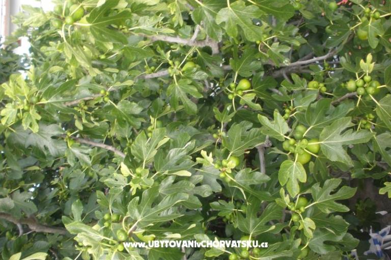 Apartments  Smokva   – photo 15