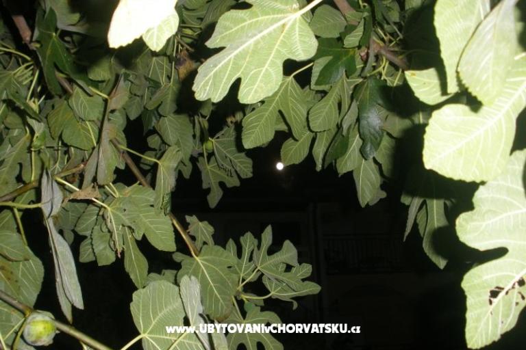 Apartments  Smokva   – photo 4