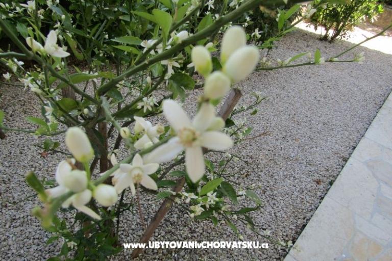 Apartments Kokor – photo 5