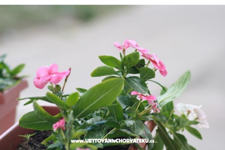 Apartments - Vahovec – photo 12