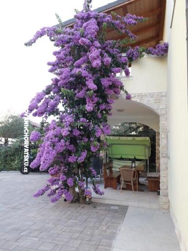 Apartments  Vesna  – photo 9