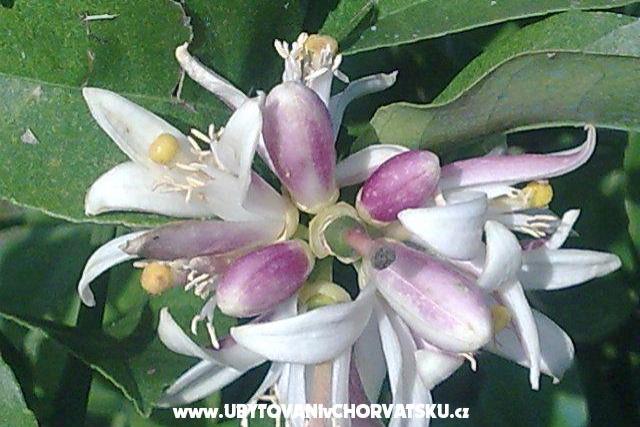 Apartments LM – photo 14