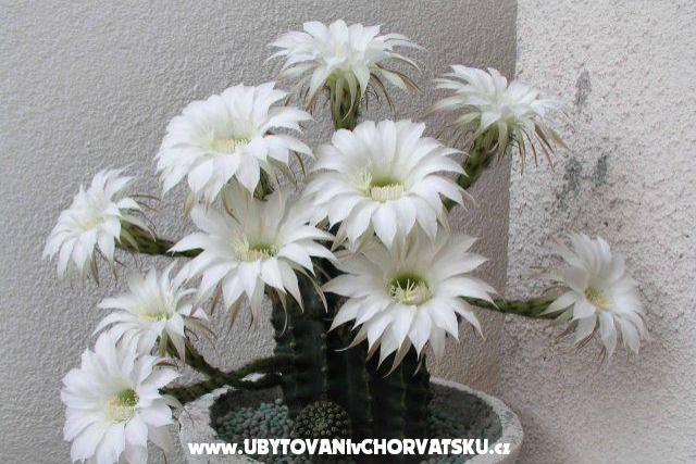 Apartments LM – photo 3